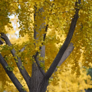 Ginkgo Biloba 'Autumn Gold'
