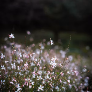 Gaura Lindheimeri (Butterfly Flower) Stratosphere 'White'