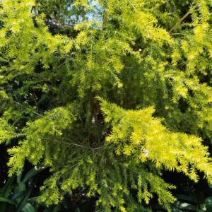 Asparagus Cathcart