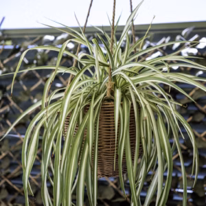 Chlorophutum Comosum Bonnie Curly Spider Plant