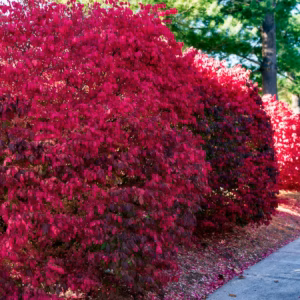Euonymus Burning Bush