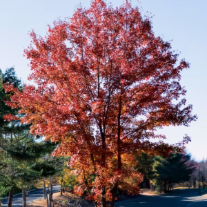 Acer Rubrum ''Autumn Blaze'' Red Maple