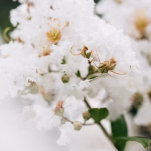 Lagerstroemia 'Moonlight Magic' Crapemyrtle