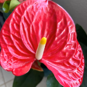 Anthurium Jambo Red