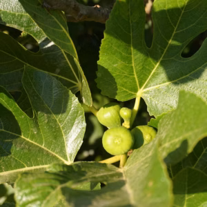 Ficus Carica Brown Turkey Brown Turkey Fig