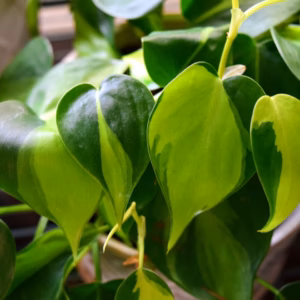 Philodendron Hederaceum Brasil Philodendron
