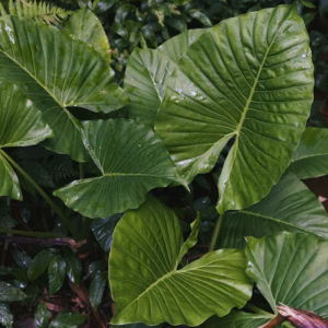 Alocasia Masquerade Kuching Mask'