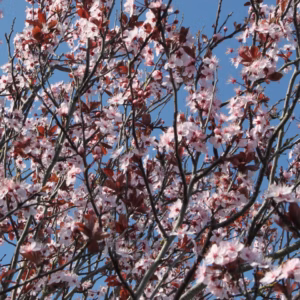 Prunus Cerasifera 'Krauter Vesuvius' Purple Leaf Plum