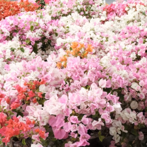 Portulaca 'Multiple Varieties'