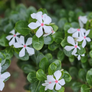 Catharanthus roseus (Annual Vinca Periwinkle) Nirvana White