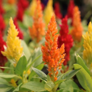 Celosia Cockscomb