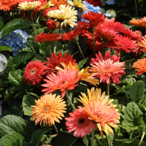 Gerbera Jamesonii 'Mix' Gerber Daisy