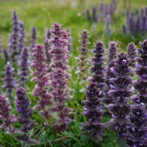 Ajuga Reptans (Bugleweed) Walberton's 'Black Scallop'