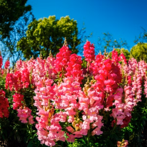 Angelonia (Summer Snapdragon) Angelface Cascade Pink