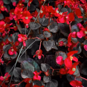 Begonia (Begonia x hiemalis Solenia® Velvet Red)