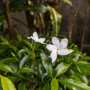Gardenia Jasminoides 'Frost Proof'
