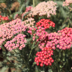 Achillea Millefolium (Yarrow) Saucy Seduction