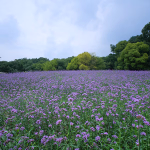 Verbena Bonariensis Meteor Shower
