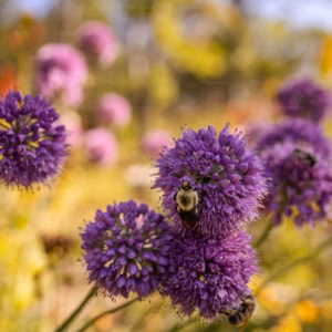 Allium Ornamental Onion
