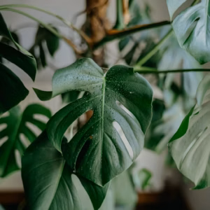 Monstera Deliciosa Swiss Cheese Plant