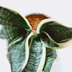 Sansevieria Trifasciata 'Sayuri' Snake Plant