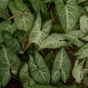 Syngonium Mango Allusion