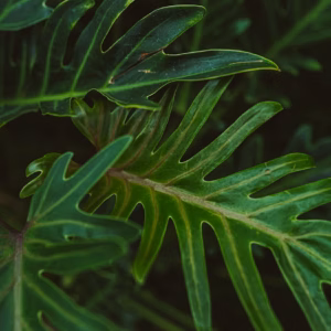 Philodendron Bipinnatifidum Lickety Split