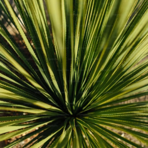 Cordyline Indivisa Spikes