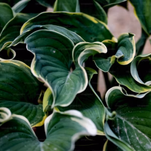 Hosta Undulata 'Mediovariegata' Hosta, Plantain Lily