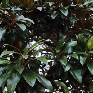 Ficus Altissima Standard 'Variegata' Asian Council Tree