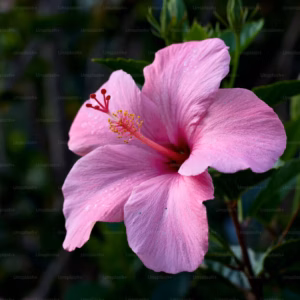Hibiscus Syriacus Rose of Sharon