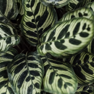 Calathea Makoyana Color Full 'Peacock' Prayer Plant