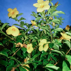 Thunbergia Alata (Black-eyed Susan Vine) Sunny 'Lemon Star'