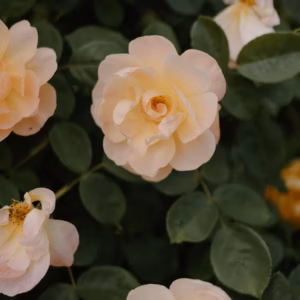 Rosa Oso Easy Italian Ice Rose