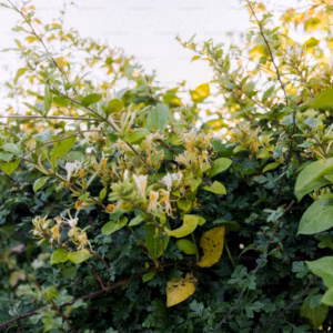 Lonicera Honeysuckles 'LEO'