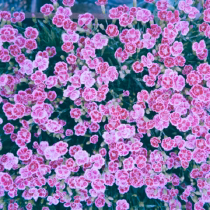 Dianthus 'Baths Pink' Cheddar Pink
