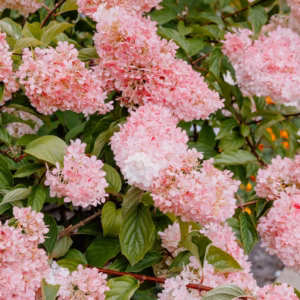 Hydrangea Paniculata 'Bobo' Panicle Hydrangea