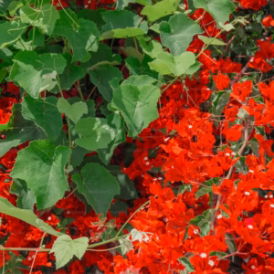 Petunia Supertunia 'Really Red'