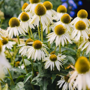 Echinacea Purpurea 'PowWow White' Coneflower