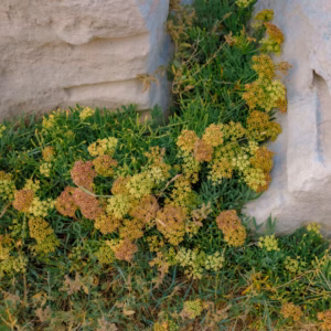 Juniperus Horizontalis 'Wiltonii' Blue Rug Juniper