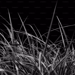 Ophiopogon Planiscapus 'Nigrescens' Black Mondo Grass