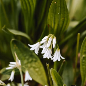 Hosta 'Gold Standard' Hosta, Plantain Lily