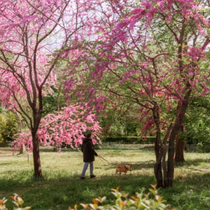 Cercis Canadensis Eastern Redbud