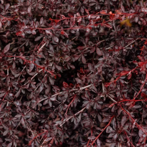 Loropetalum Chinese Rubrum Crimson Fire Chinese Fringe-flower