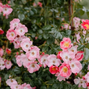 Rosa Oso Easy Hot Paprika Rose