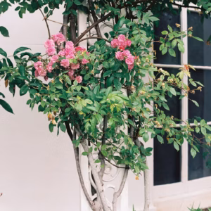 Lagerstroemia Indica X Fauriei 'Natchez' Crapemyrtle