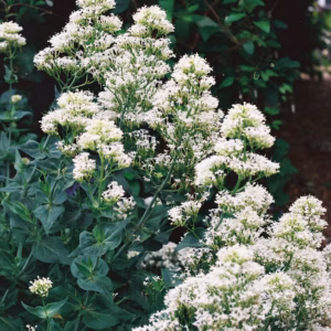Buddleia Davidii 'Silver Frost' Butterfly Bush