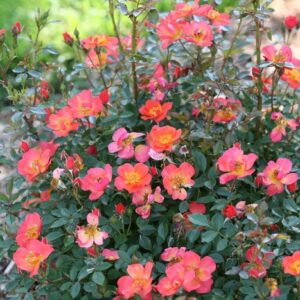 Rosa 'Oso Easy Hot Paprika®' Rose