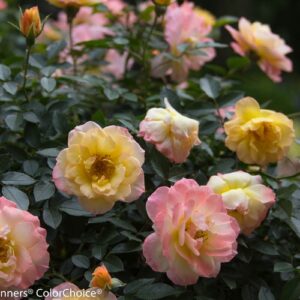 Rosa 'Oso Easy Italian Ice®' Rose
