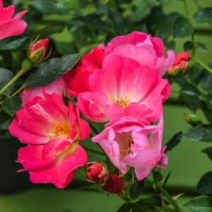 Rosa 'Pink Drift®' Rose